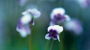 Native Birth Flowers Birth Flowers Garden Plants Design Flowers