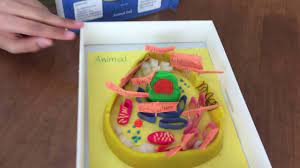 Animal cell project play doh. Animal Cell Project Youtube