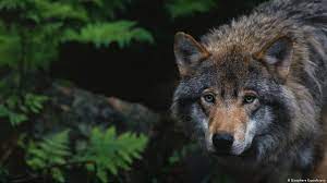 They are known to roam large distances, perhaps 12 miles in a single day. Germany Relaxes Law On Shooting Wolves News Dw 20 12 2019