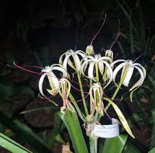 Image result for Crinum subcernuum