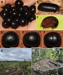 Image result for Kyllinga sphaerocephala