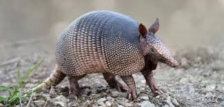 Image result for Leptoderris