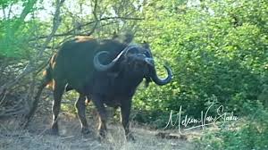 We received a pair of water buffalo in 1955 from paramount studios. The Best Cape Buffalo Charge Ever With Johan Hermann Safaris Youtube