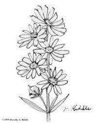 Explore 623989 free printable coloring pages for you can use our amazing online tool to color and edit the following wildflower coloring pages. Texas Wildflowers Coloring Book Page Wildflower Drawing Wildflowers Drawing Texas Wildflower Drawing