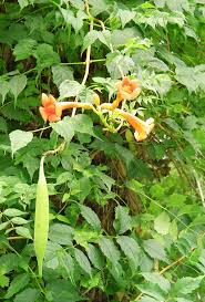 It is early november and mine is still blooming. Trumpet Vine Forest Garden