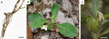 Image result for Crabbea cirsioides