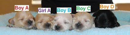 Champagne puppy id# 150212 located in boca raton, south florida. Havapoo Puppies For Sale Florida