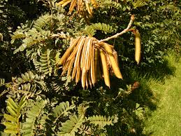 Image result for Tephrosia vogelii