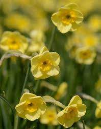 Narcissus Sun Disc Biologisch Narcissen Narcis Biologisch