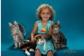 Royal canin maine coon kitten/роял канин для котят мейн куна. Maine Coon Cats And Kittens Florida