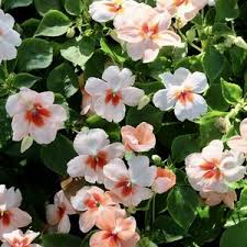 Image result for Impatiens wallerana