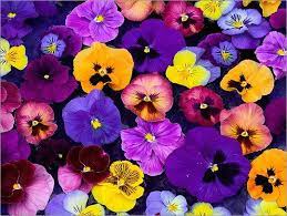 Hearty Blooms Brighten Cool Days Pansies Flowers Pansies Winter Pansies