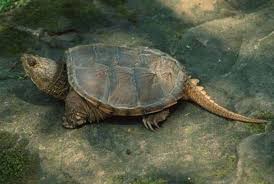 The Head Of Snapping Turtles Is Approximately Triangular And The Mouth Is Large With Sharp Jaw Surfaces Adapte Common Snapping Turtle Snapping Turtle Turtle