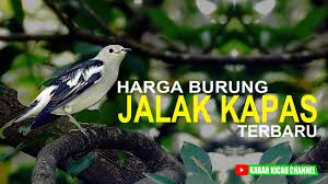 Meski demikian, terdapat harga burung jalak di pasaran yang perlu kalian ketahui misalnya harga burung jalak suren tahun ini yakni sekitar rp 600 ribu yang masih anakan dan sekitar rp 2juta yang sudah dewasa. Harga Burung Jalak Kapas Dipasar Pramuka Youtube