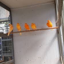 We did not find results for: Rumah Kenari Anakan Loper Red Mulai Dari 750ribu Facebook