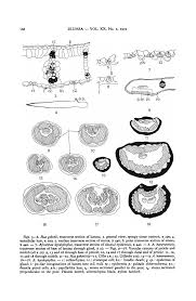 Image result for Afrostyrax kamerunensis