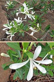 Image result for Turraea obtusifolia