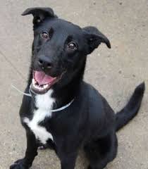 Black And White Collie Mix Image Result For Lab Border Collie Mix Border Collie Lab Mix Pitbull Mix Puppies Labrador Retriever Mix
