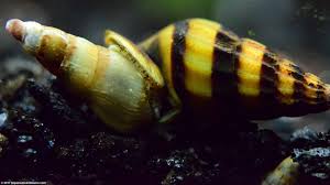 Marimo, a japanese word which literally translates to seaweed ball. Assassin Snail Care Size Diet Feeding Tankmates Video