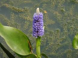 Image result for Cyathula lanceolata