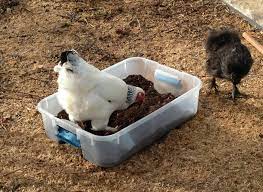 How To Create An All Weather Dust Bath Community Chickens