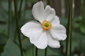 Are there any yellow flowers you think we. Anemone Hybrida Honorine Jobert Types Of White Flowers White Flower Arrangements White Flowers