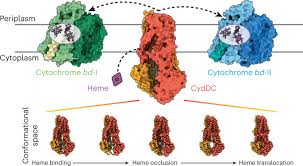 Image result for Heme