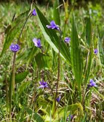 Purple Flower Names Enlisted With A Beautiful Photo Gallery Gardenerdy