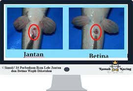 Simak 15 Perbedaan Ikan Lele Jantan Dan Betina Wajib Diketahui