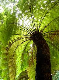 Image result for Cyathea dregei