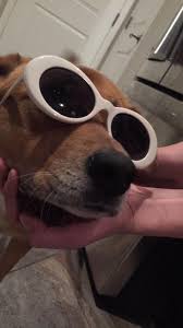 The old couldn't keep up, not because it couldn't compete, but rather because of forces outside its control— technology, economics. Get My Friend To See His Dog With Clout Goggles Teenagers