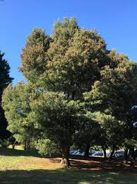 Image result for Acacia melanoxylon