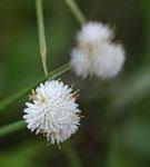 Image result for Cyperus breviradius