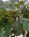 Image result for Cordia mukuensis