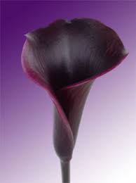 Black Calla Lily Flower Lily Seeds Black Calla Lily Calla Lily