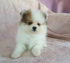 Teacup Pomeranian Price In Jammu