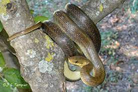 couleuvre d esculape zamenis longissimus couleuvre photos de serpent nom des animaux