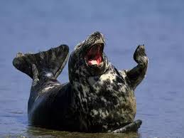 Cogu Fokgiller Balik Ve Diger Deniz Hayvanlari Ile Beslenirler Happy Animals Laughing Animals Animal Pictures