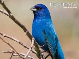 Birds And Blooms Photo Contest Winners A Stunning Blue Bunting Photo By Judy Howle Bird Photo How To Attract Birds Blue Bird