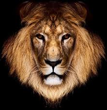 Using search on pngjoy is the best way to find more images related to lion of judah. Lion Of Judah Free Stock Photos Download 442 Free Stock Photos For Commercial Use Format Hd High Resolution Jpg Images