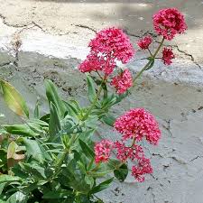 Image result for Centranthus