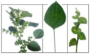 Image result for Acalypha indica
