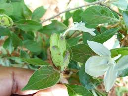 Image result for Ecbolium clarkei