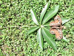 Image result for Sterculia appendiculata