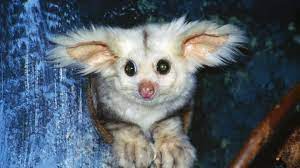 Einige tiere in australien wurden von den siedlern eingeführt, mal beabsichtigt, mal unbeabsichtigt. In Australien Wurden Zwei Neue Grossflugbeutler Arten Identifiziert Stern De