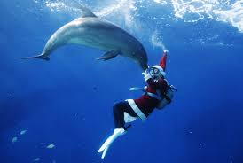 Photo Latest Compelling Image Galleries Photos More Nbc News Dolphins Tropical Christmas Cool Photos