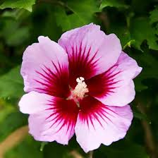 Image result for Hibiscus