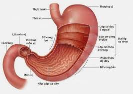 We did not find results for: Dáº¡ Day La Gi Cáº¥u Táº¡o Chá»©c NÄƒng Cá»§a Dáº¡ Day NgÆ°á»i