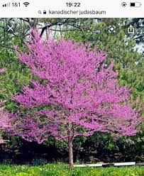 Canadischer Judasbaun Judasbaum Schnell Wachsende Baume Garten