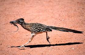 In science and engineering when a system failure (preferably of a large experimental so then this fifty million dollar rocket went totally roadrunner and slammed into the desert in a. Roadrunner Description Habitat Image Diet And Interesting Facts